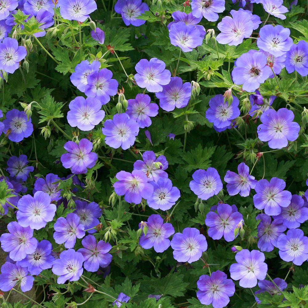 G311 Geranium X 'rozanne' - View 18 from www redcrocus com