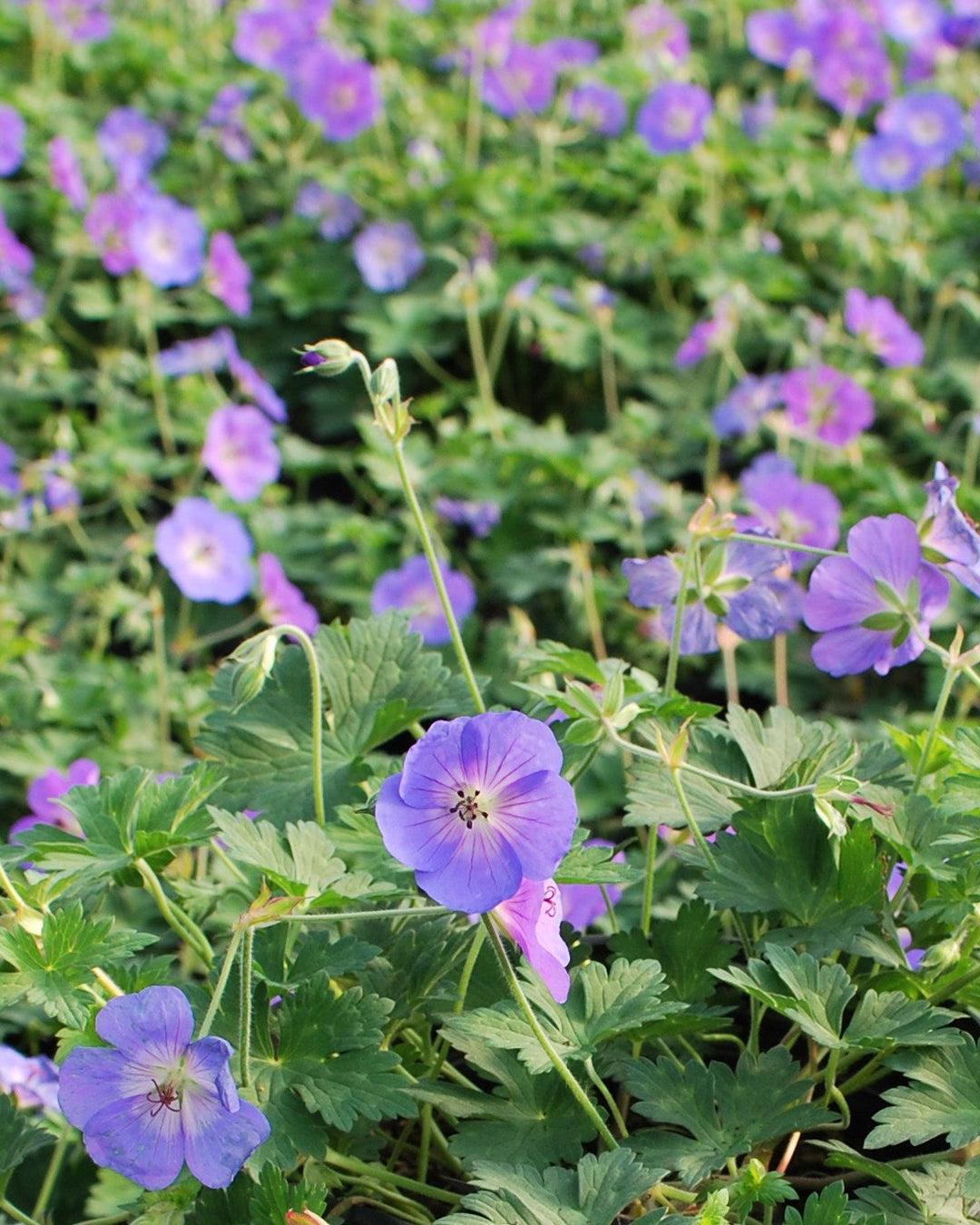 G311 Geranium X 'rozanne' - View 19 from www redcrocus com
