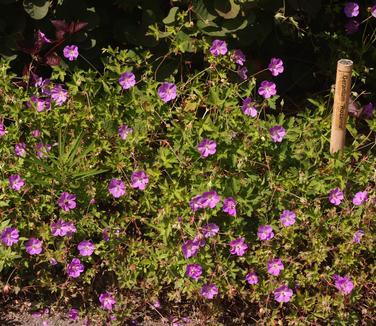 G311 Geranium X 'rozanne' - View 21 from www redcrocus com