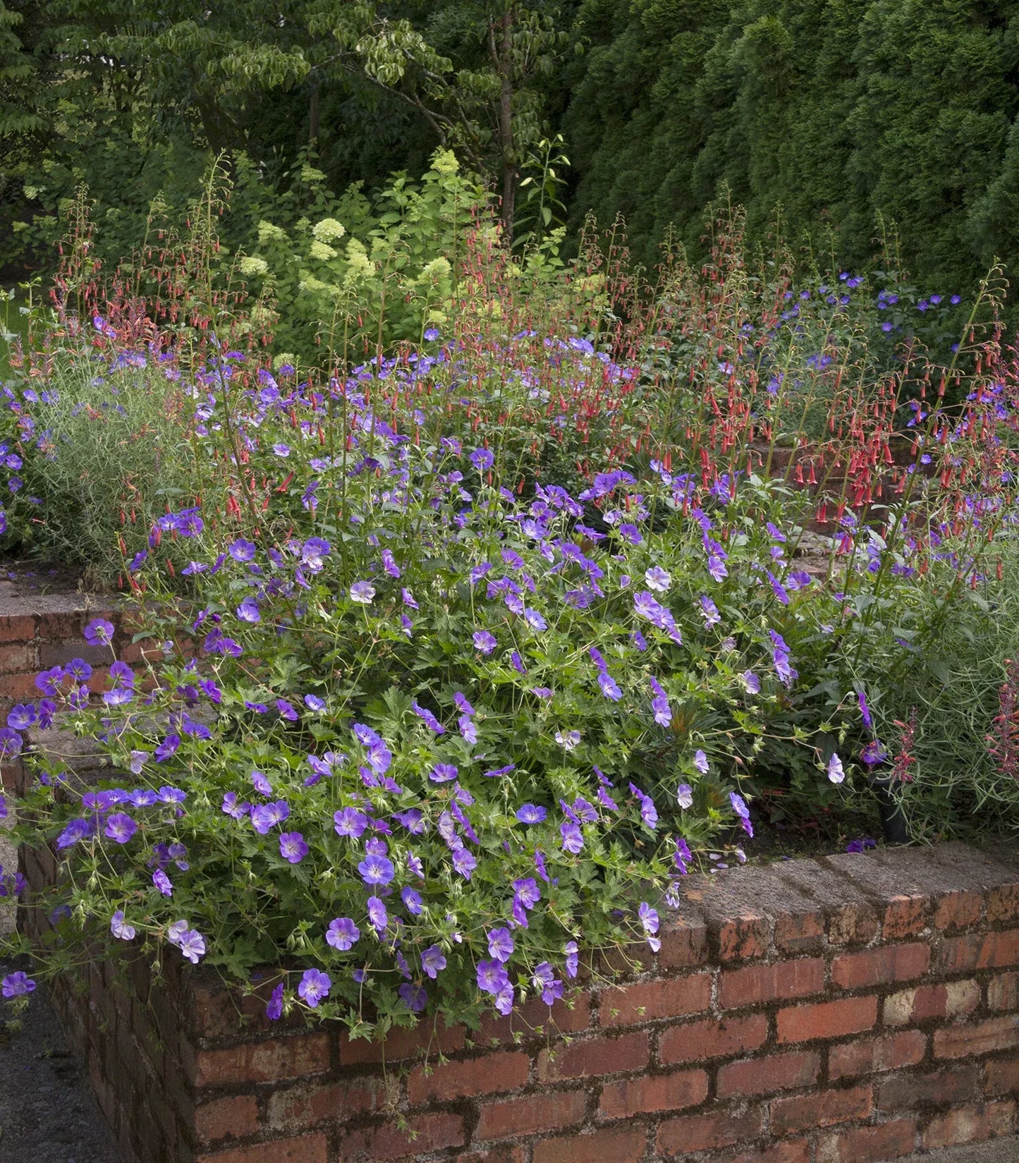 G311 Geranium X 'rozanne' - View 22 from www redcrocus com