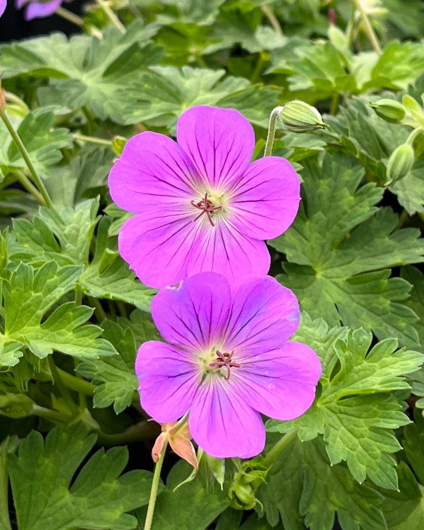 G311 Geranium X 'rozanne' - View 23 from www redcrocus com