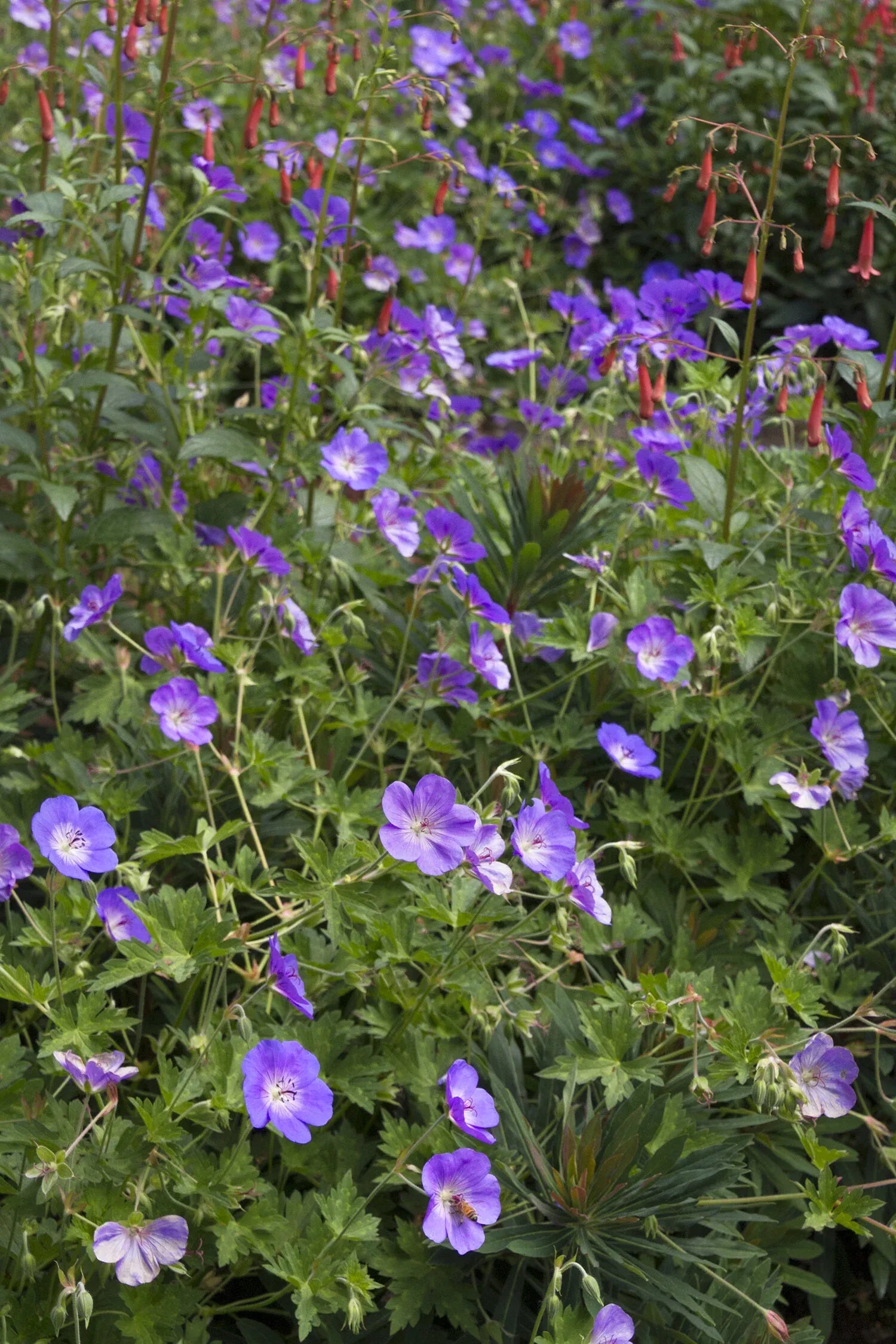 G311 Geranium X 'rozanne' - View 24 from www redcrocus com