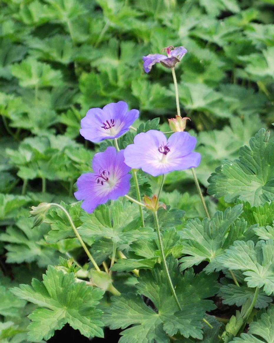 G311 Geranium X 'rozanne' - View 25 from www redcrocus com