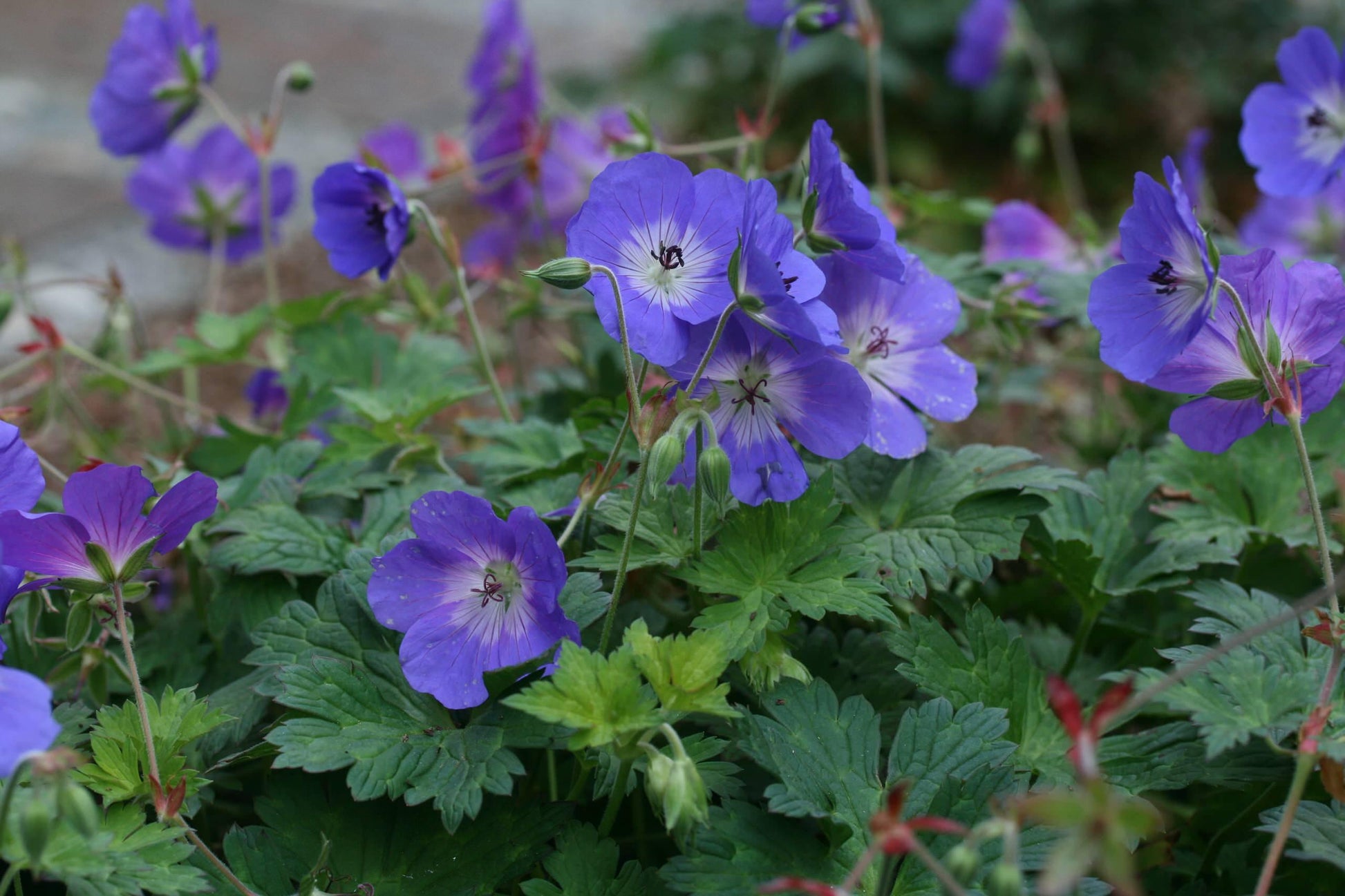 G311 Geranium X 'rozanne' - View 26 from www redcrocus com