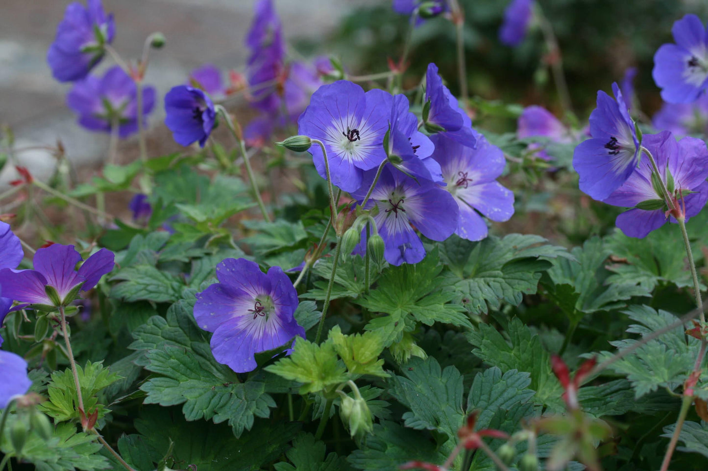 G311 Geranium X 'rozanne' - View 26 from www redcrocus com