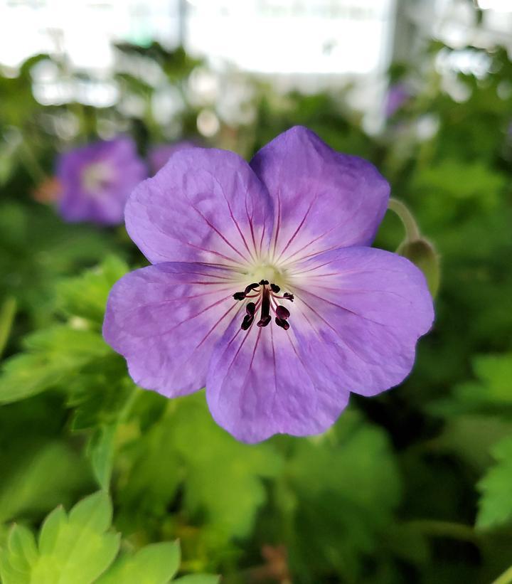 G311 Geranium X 'rozanne' - View 27 from www redcrocus com