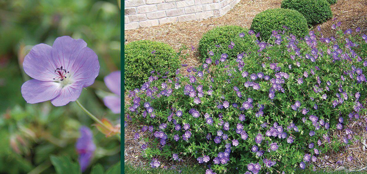 G311 Geranium X 'rozanne' - View 29 from www redcrocus com
