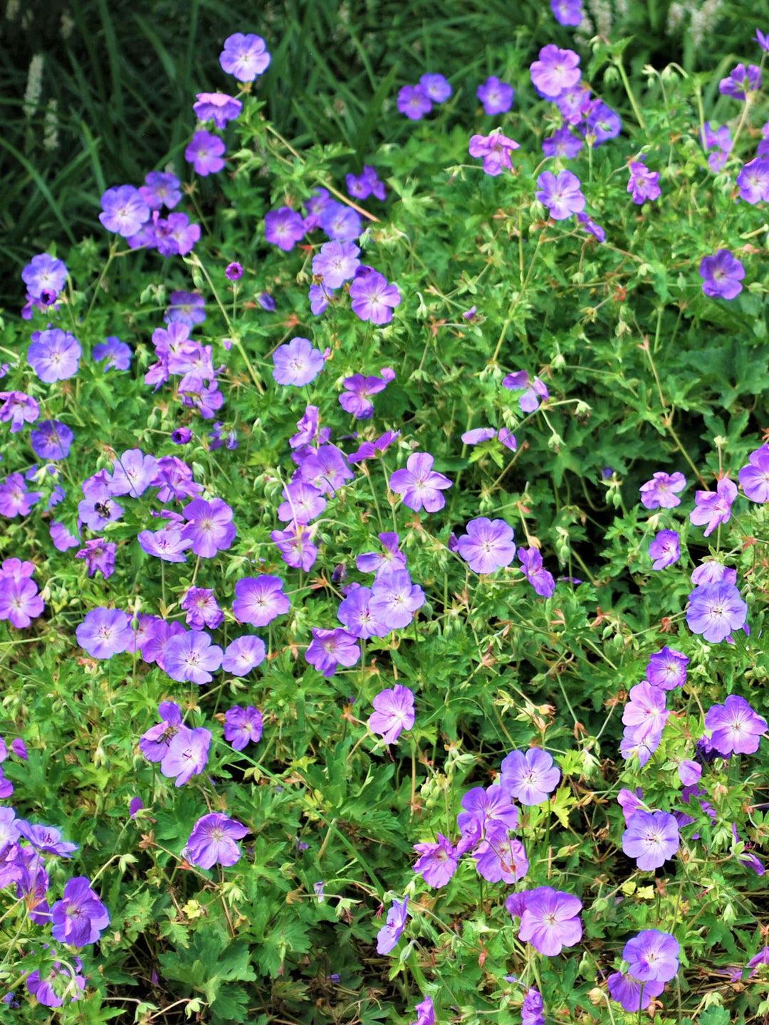 G311 Geranium X 'rozanne' - View 2 from www redcrocus com