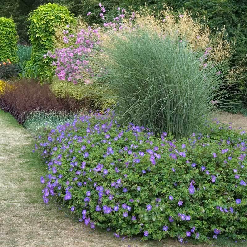 G311 Geranium X 'rozanne' - View 30 from www redcrocus com