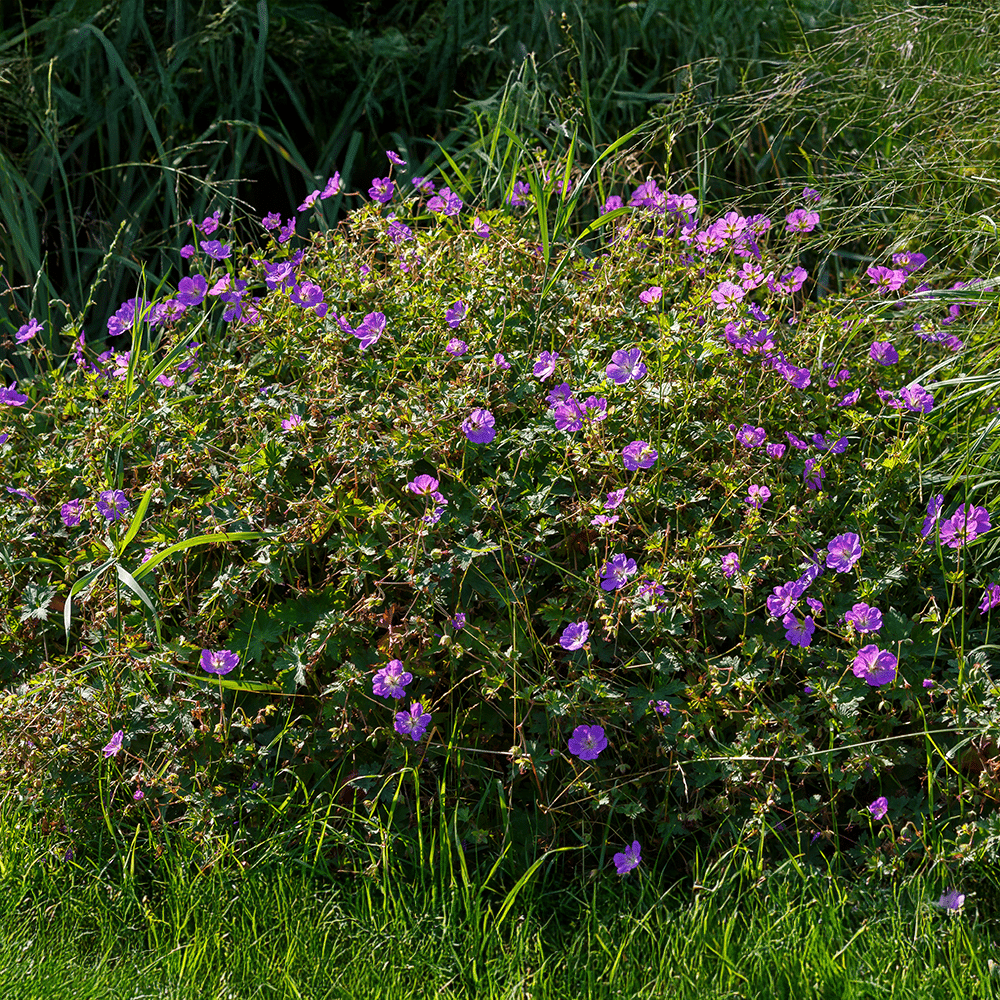 G311 Geranium X 'rozanne' - View 33 from www redcrocus com