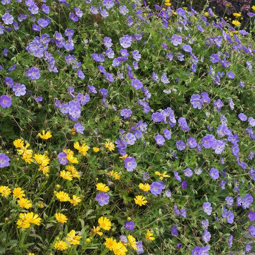 G311 Geranium X 'rozanne' - View 35 from www redcrocus com