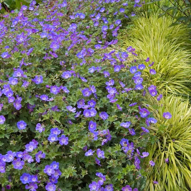 G311 Geranium X 'rozanne' - View 7 from www redcrocus com