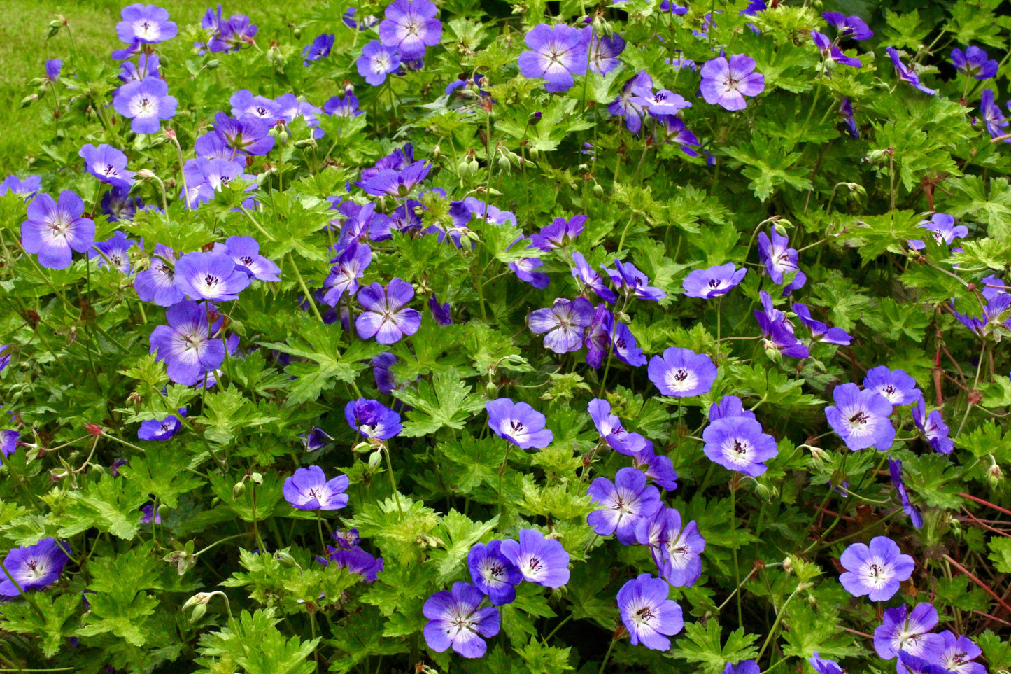 G311 Geranium X 'rozanne' - View 8 from www redcrocus com