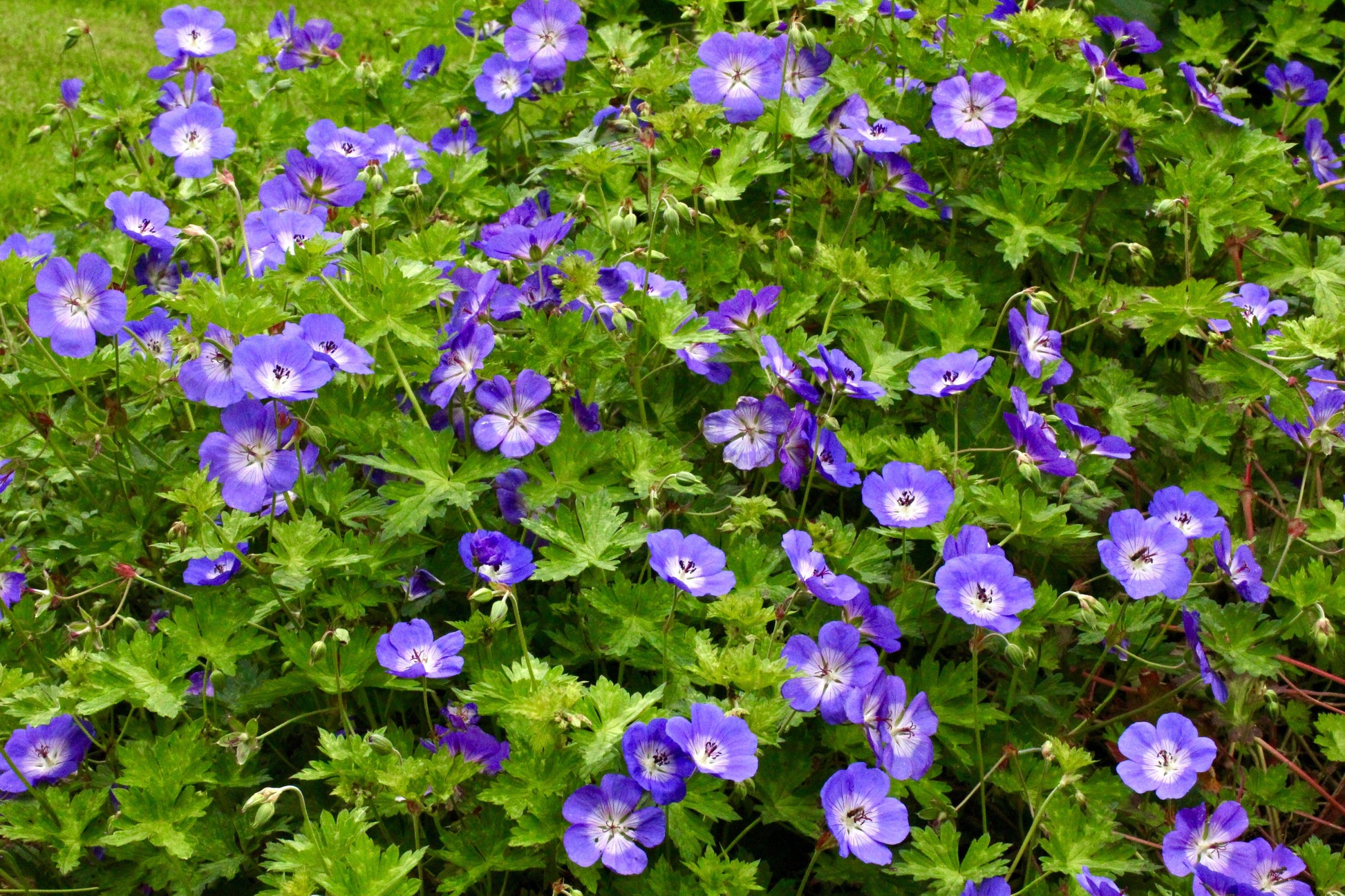 G311 Geranium X 'rozanne' - View 8 from www redcrocus com