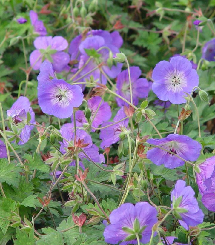 G311 Geranium X 'rozanne' - View 9 from www redcrocus com