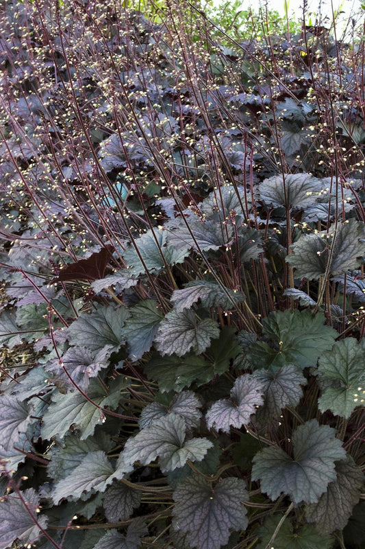 G3241 Heuchera X Frosted Violet 11 B975700c 3ad2 4fbd Af53 531c369c0771 from www redcrocus com