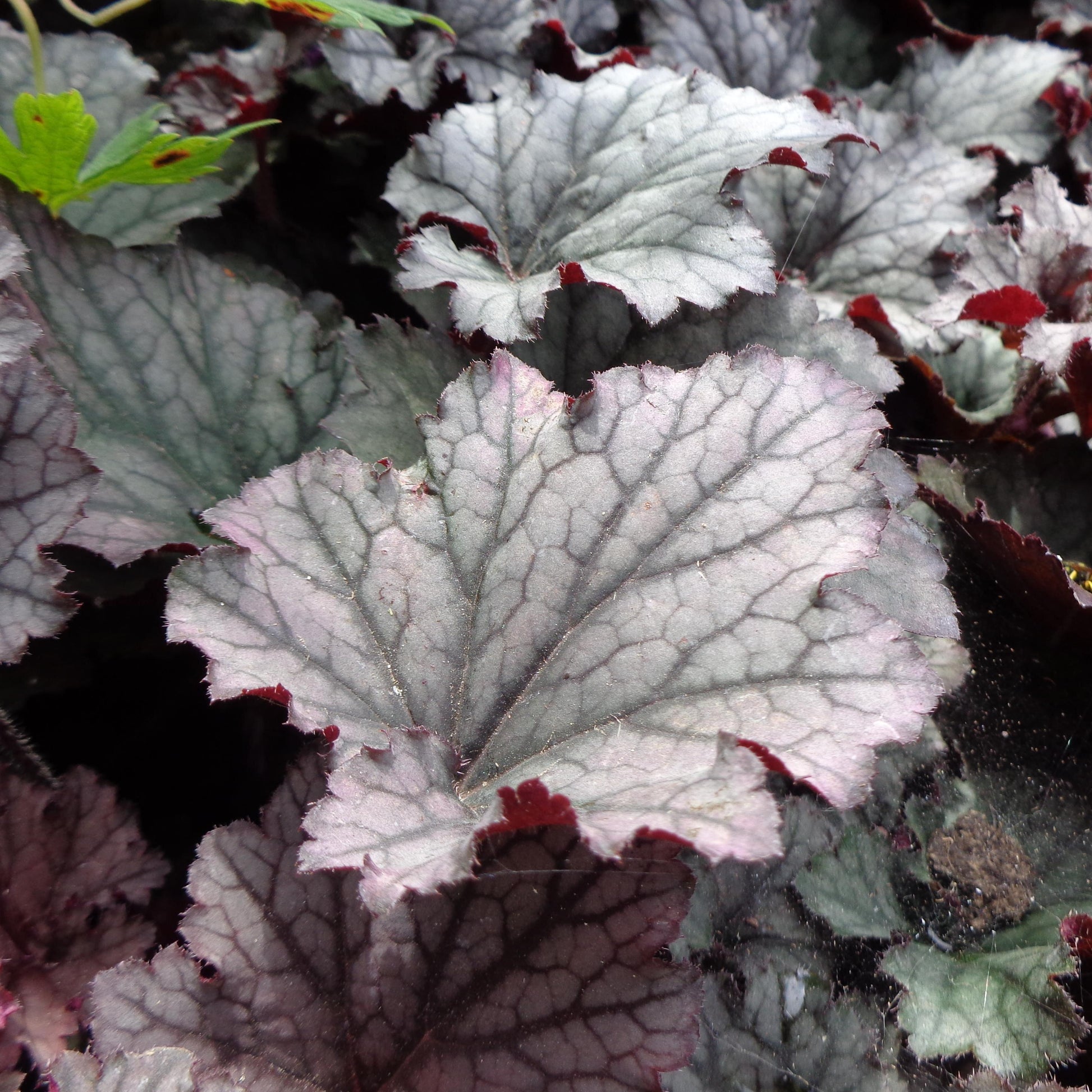 G3241 Heuchera X Frosted Violet - View 14 from www redcrocus com