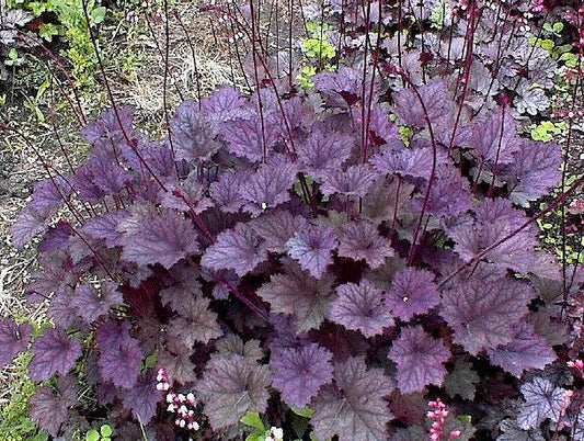 G3241 Heuchera X Frosted Violet - View 1 from www redcrocus com