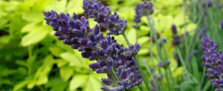 G3253 Lavandula Angustifolia Vicenza Blue - View 10 from www redcrocus com