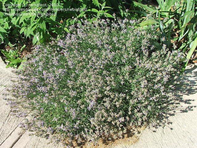 G3253 Lavandula Angustifolia Vicenza Blue 12 835039b6 Fd68 4b07 8da7 45294e7b64b3 from www redcrocus com