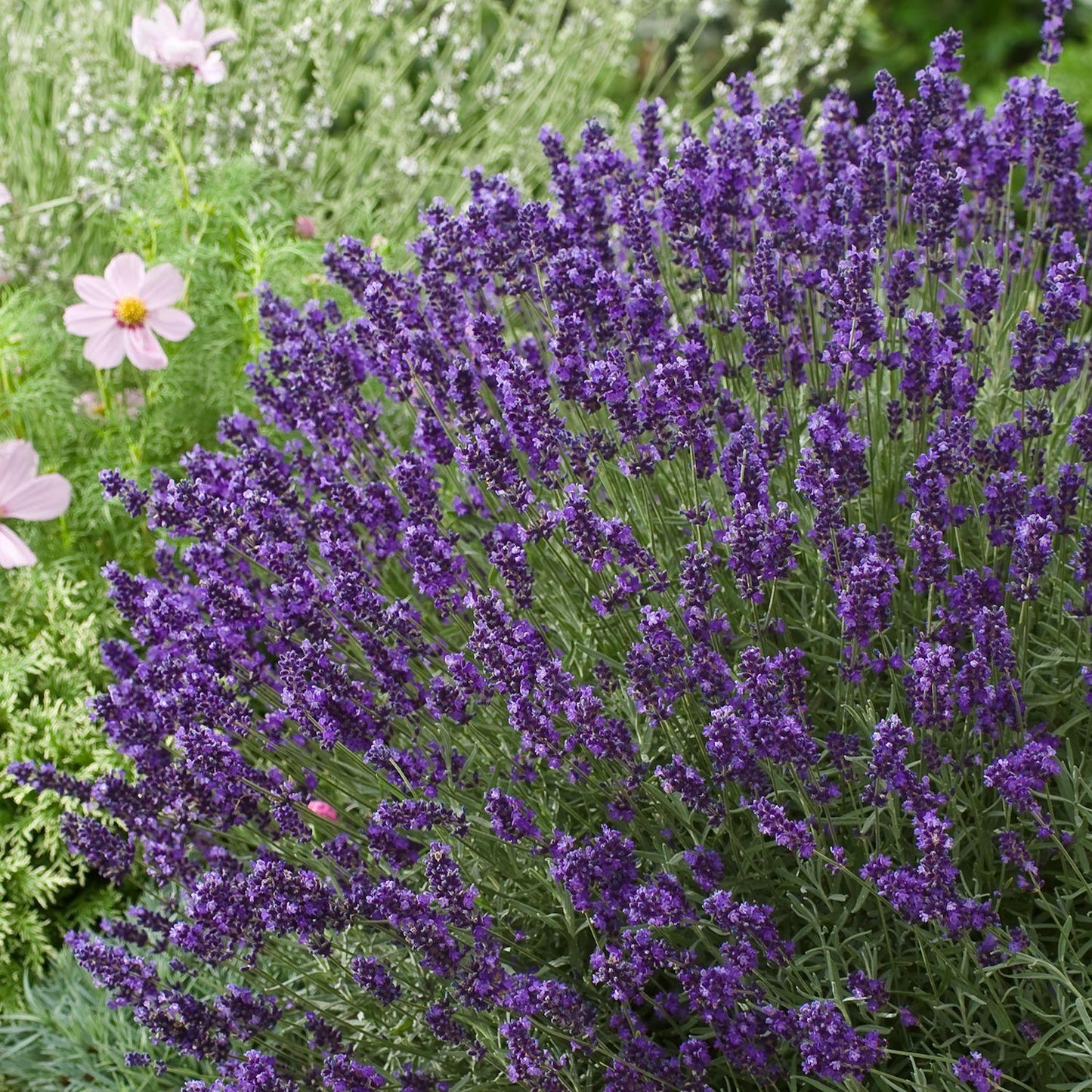 G3253 Lavandula Angustifolia Vicenza Blue - View 13 from www redcrocus com