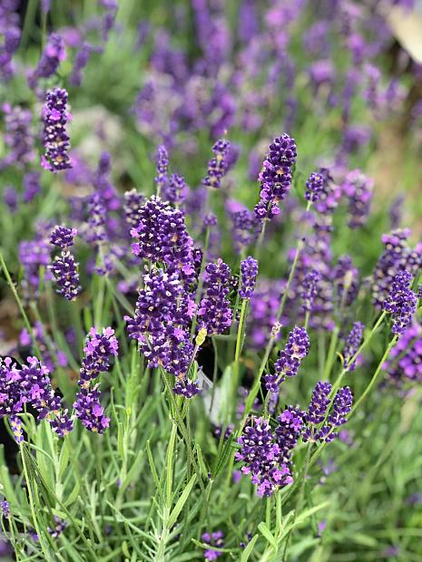 G3253 Lavandula Angustifolia Vicenza Blue 14 14cf6ad5 234e 4d93 9fa3 82752ec3b868 from www redcrocus com