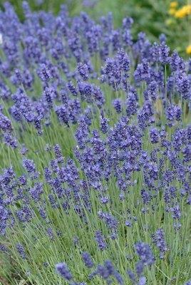 G3253 Lavandula Angustifolia Vicenza Blue - View 15 from www redcrocus com
