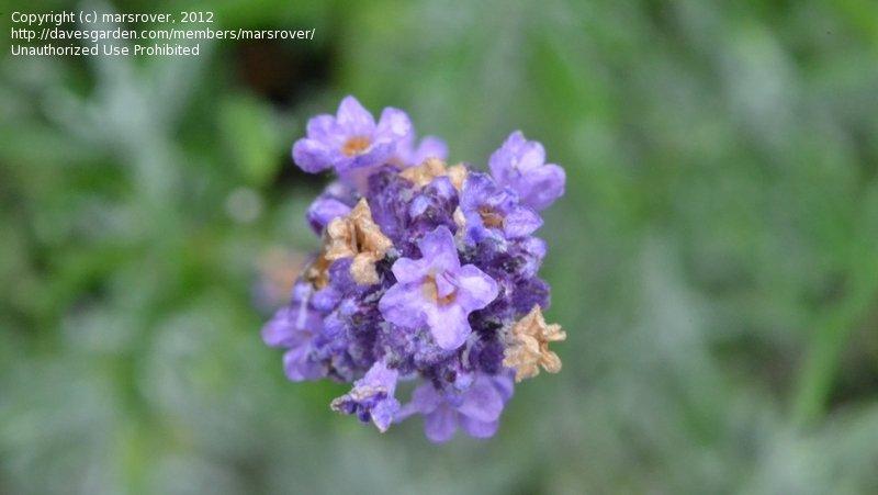 G3253 Lavandula Angustifolia Vicenza Blue 16 E01578f2 23e4 4b94 A83b 0c942c4d966d from www redcrocus com
