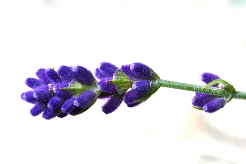 G3253 Lavandula Angustifolia Vicenza Blue 17 8c971fb0 376c 4e8b 9fdd 1e921ac2ead3 from www redcrocus com