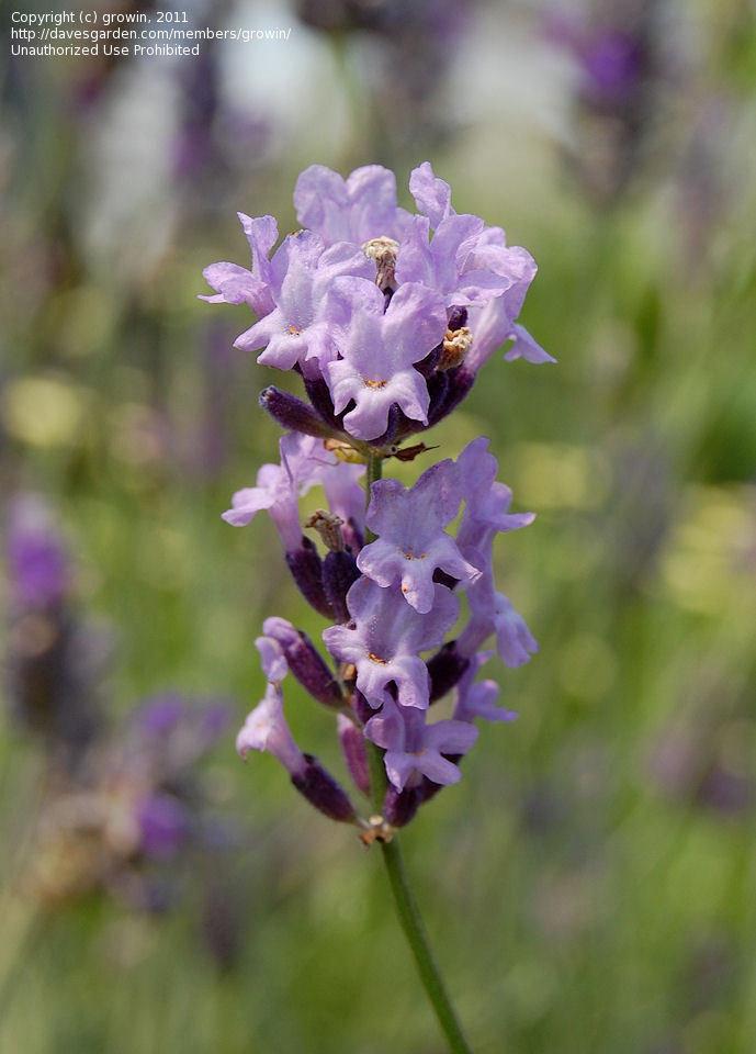 G3253 Lavandula Angustifolia Vicenza Blue - View 1 from www redcrocus com
