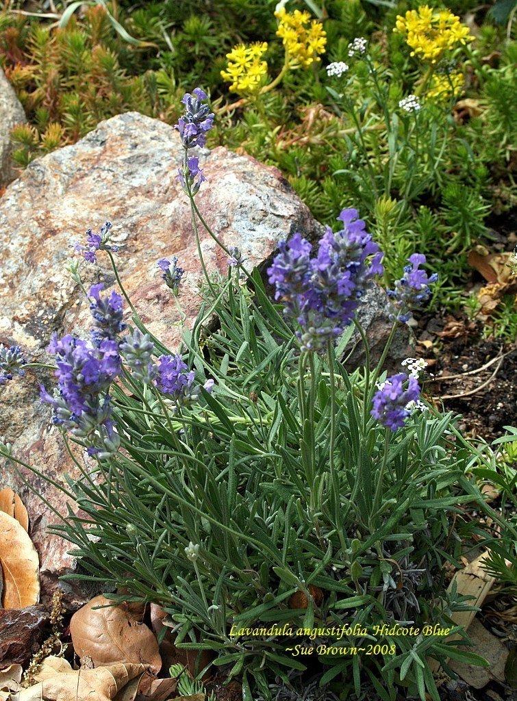 G3253 Lavandula Angustifolia Vicenza Blue 3 1d5b5f37 2fc5 48a1 B963 D6994728a1f9 from www redcrocus com