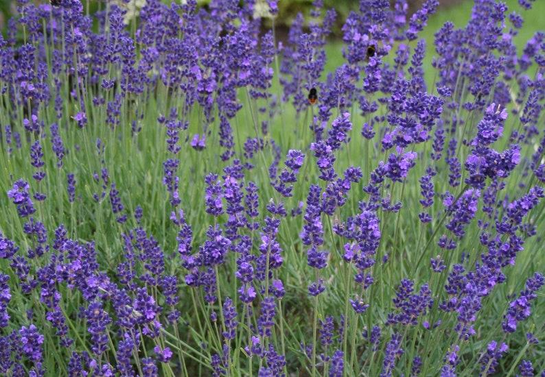 G3253 Lavandula Angustifolia Vicenza Blue - View 4 from www redcrocus com