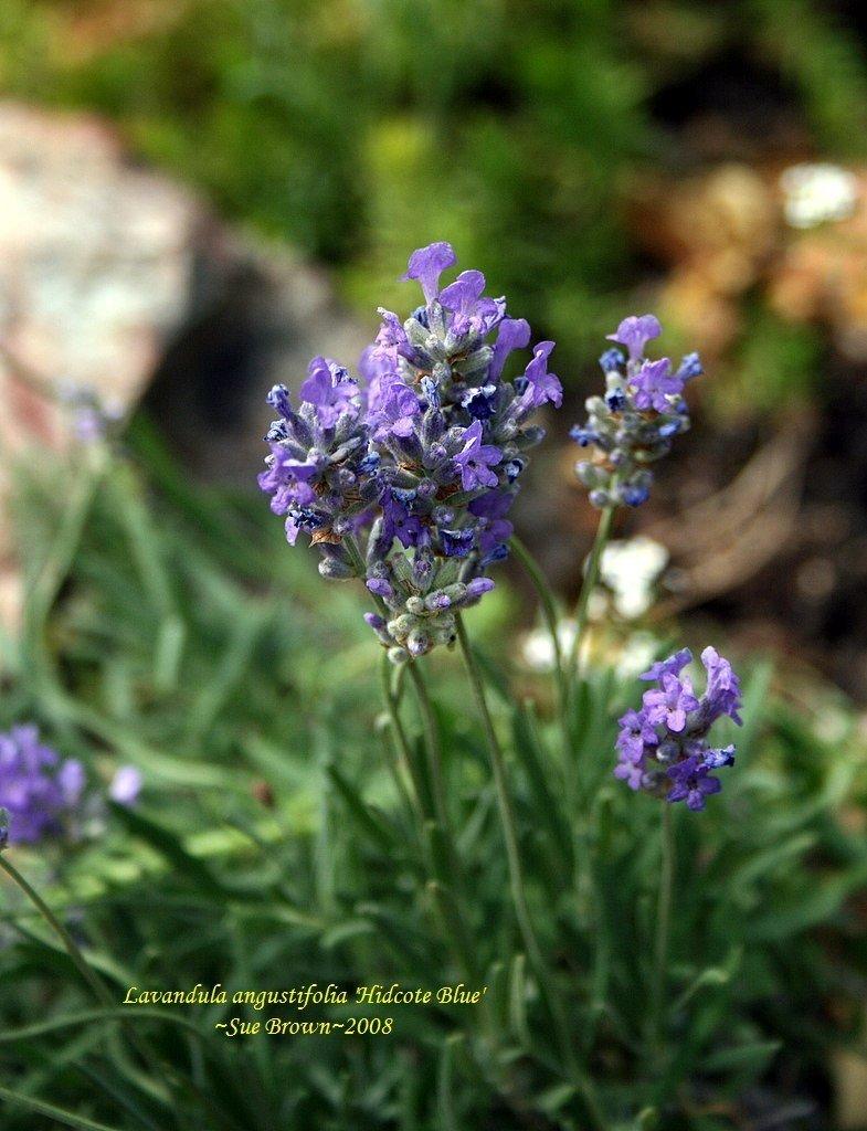 G3253 Lavandula Angustifolia Vicenza Blue - View 5 from www redcrocus com