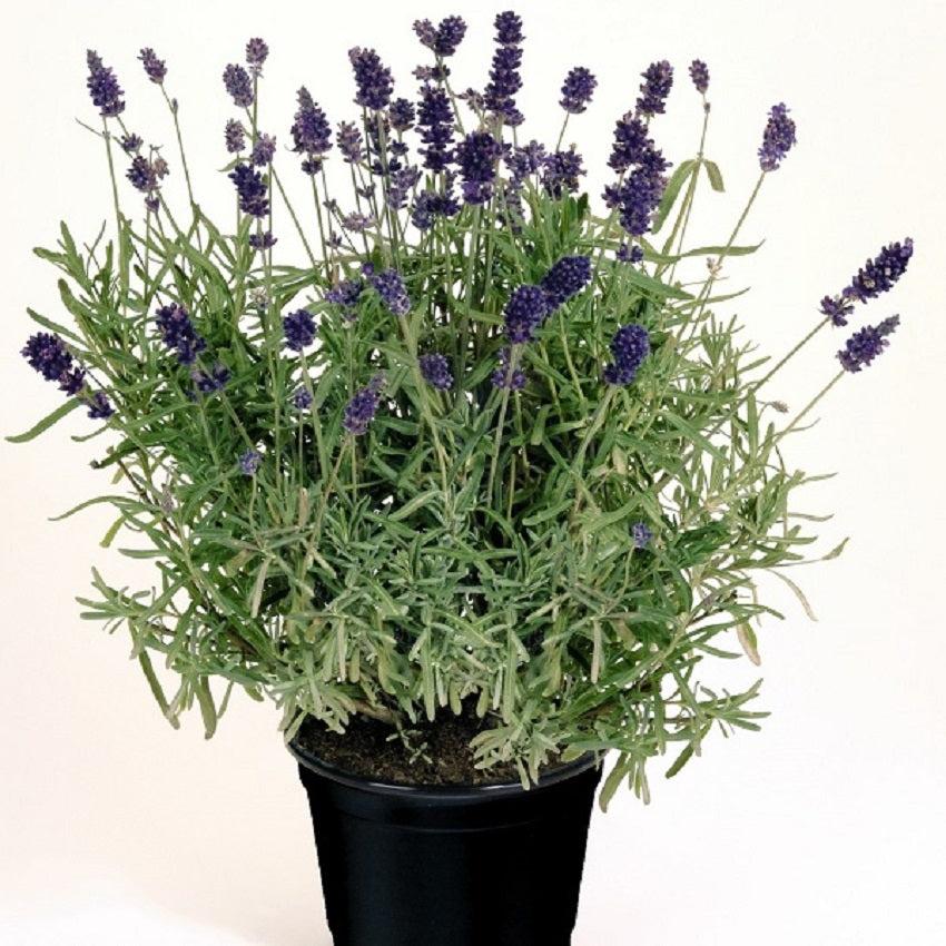 G3253 Lavandula Angustifolia Vicenza Blue 6 748e4728 Febc 4a3a 831d 0e53263fb53d from www redcrocus com