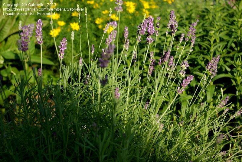 G3253 Lavandula Angustifolia Vicenza Blue - View 7 from www redcrocus com