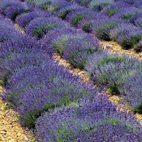 G3253 Lavandula Angustifolia Vicenza Blue - View 8 from www redcrocus com