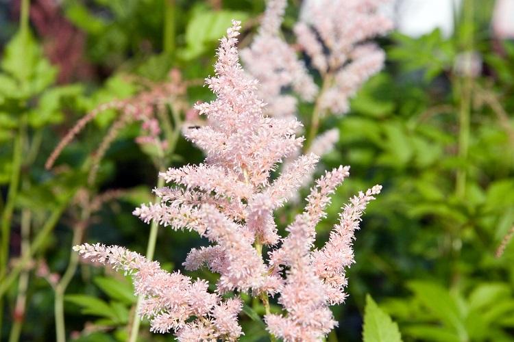 G328 Astilbe X Rosea Peach Blossom 13 7f9532cf 3558 47c4 83b3 3d5b8f6c4e69 from www redcrocus com