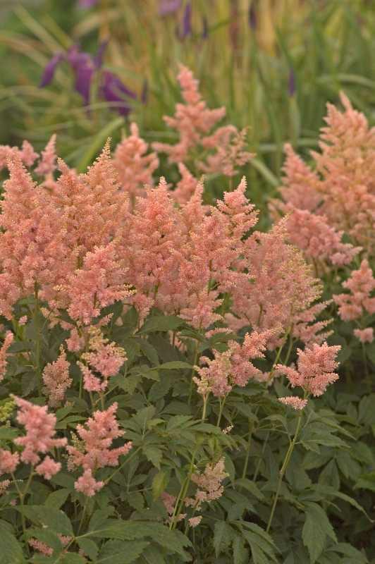 G328 Astilbe X Rosea Peach Blossom 14 5da9f00d Bb19 4420 Ac4e 94ef914eecd0 from www redcrocus com