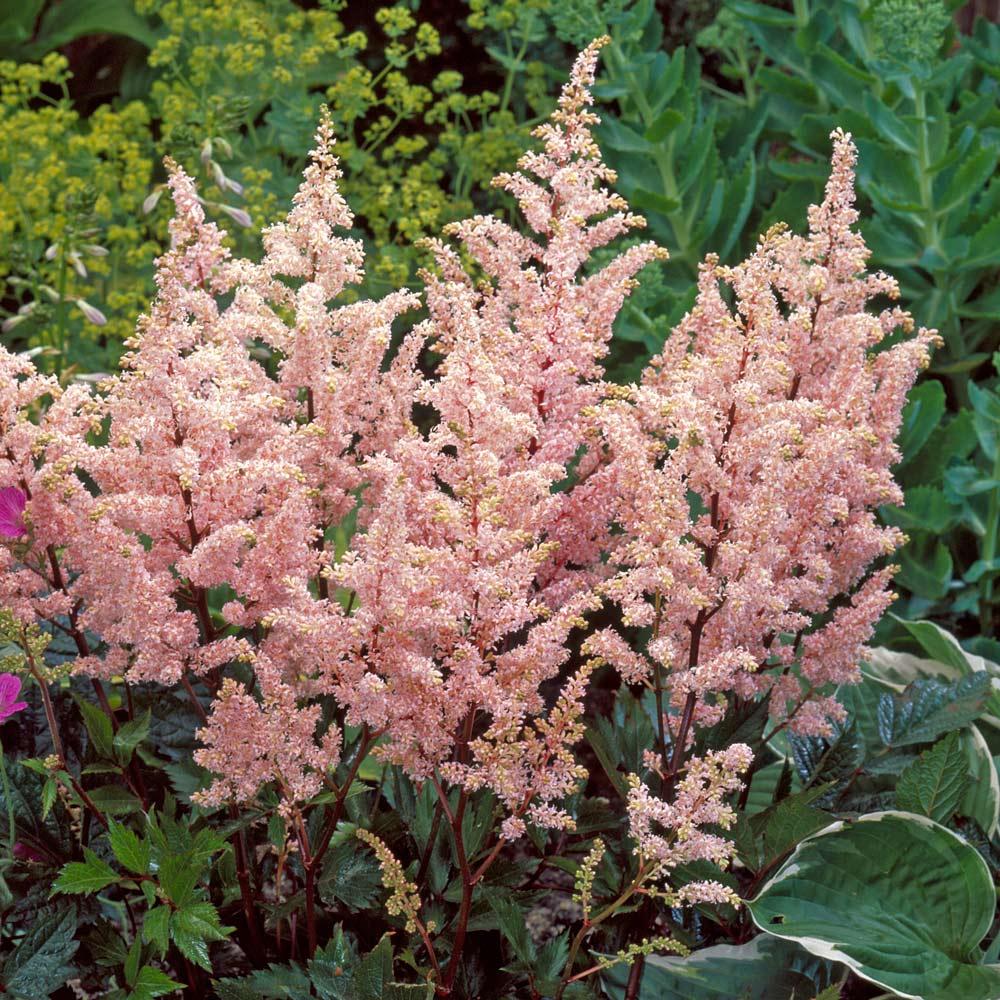 G328 Astilbe X Rosea Peach Blossom 15 4f6a971a 8aa7 42d9 Aaa4 1045899f3d66 from www redcrocus com