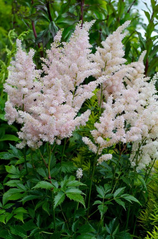 G328 Astilbe X Rosea Peach Blossom 16 8ad5324b Debc 46db 92dc 2e673984b453 from www redcrocus com