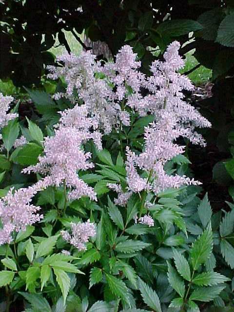 G328 Astilbe X Rosea Peach Blossom 17 B468bb60 B8ba 46c3 B451 739704b106e9 from www redcrocus com