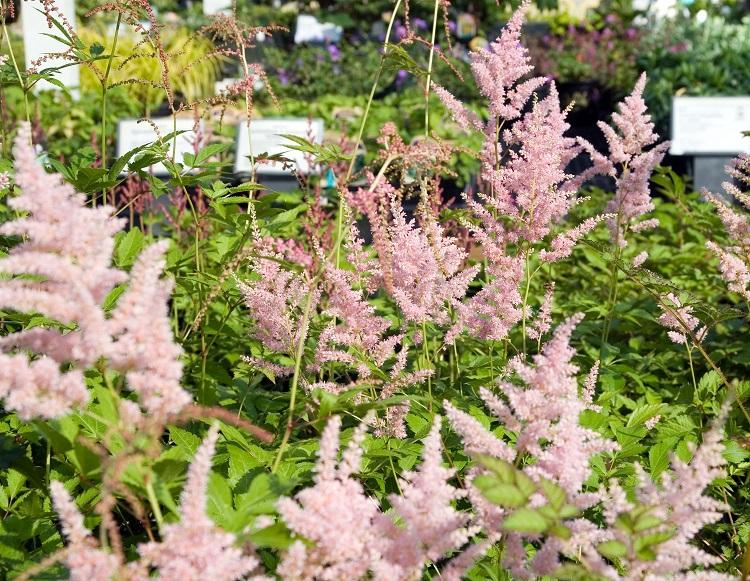 G328 Astilbe X Rosea Peach Blossom 18 762f2c6e 3c4a 4208 9696 F94e72fc53d8 from www redcrocus com