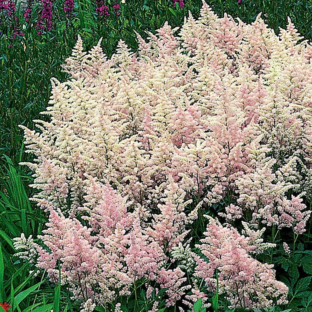 G328 Astilbe X Rosea Peach Blossom 19 Be7d7d70 92a1 45cf Addf 53f940dfb488 from www redcrocus com