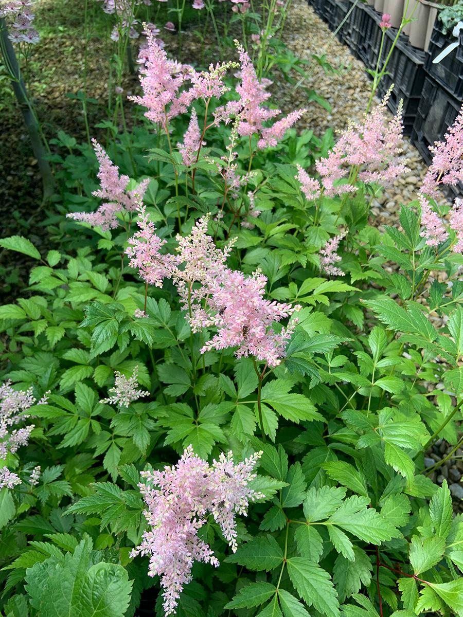 G328 Astilbe X Rosea Peach Blossom 1 Ccd4034b F35c 4395 B868 528db8073bc1 from www redcrocus com