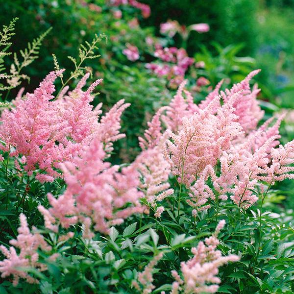 G328 Astilbe X Rosea Peach Blossom 20 Bf872ec2 261f 40f2 B706 4f3218008a87 from www redcrocus com