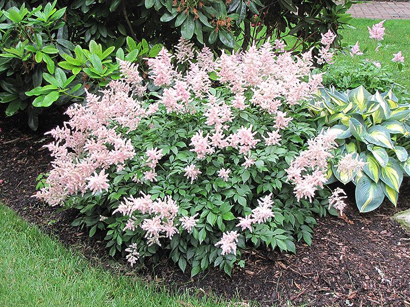 G328 Astilbe X Rosea Peach Blossom 2 A089efa8 4017 4dc3 8d5f 5bc83bb1e680 from www redcrocus com