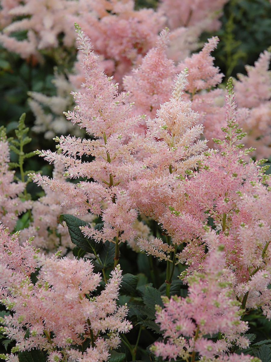 G328 Astilbe X Rosea Peach Blossom 3 A2bcc1d3 0c4c 4dac Afe7 Fa3afcee5783 from www redcrocus com