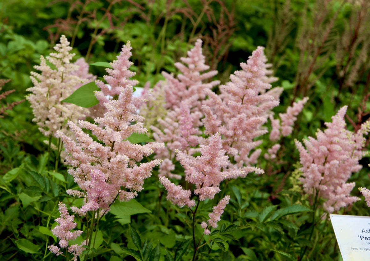 G328 Astilbe X Rosea Peach Blossom 4 E7996117 38e9 4c78 8853 4b7363758057 from www redcrocus com