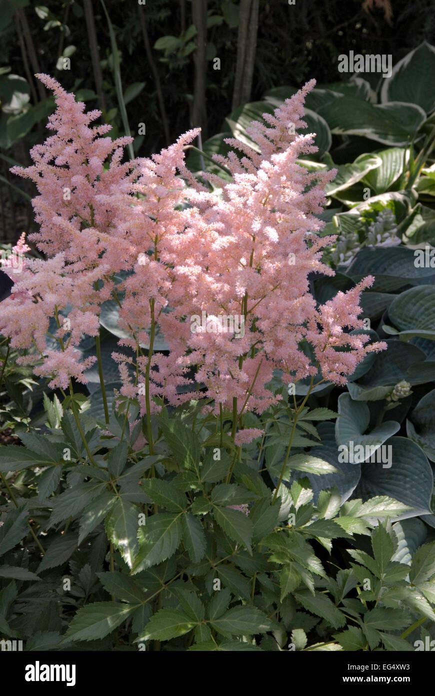 G328 Astilbe X Rosea Peach Blossom 5 Ef067a77 Ca1c 447c 9f03 602631f6ad5f from www redcrocus com