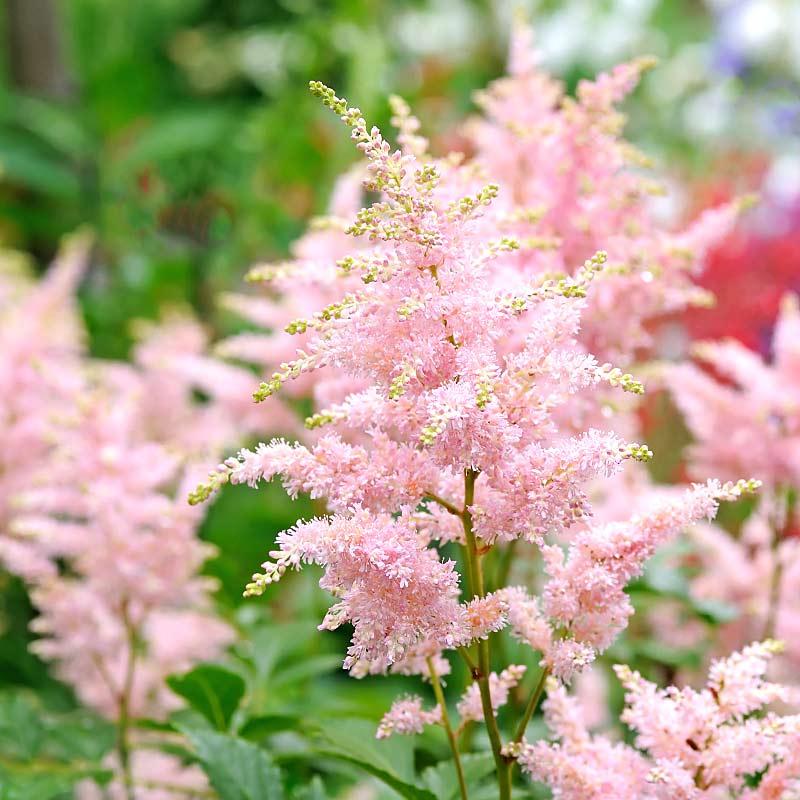 G328 Astilbe X Rosea Peach Blossom 7 Cb75488b F77a 46e7 9aa9 Eec448d09afb from www redcrocus com